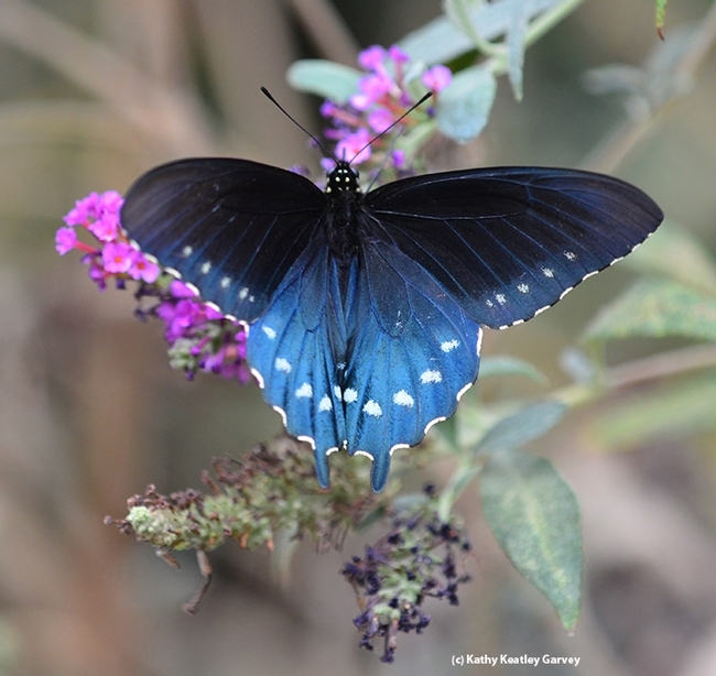 A male Pipevine Swallowtail spreads its wings in Vacaville, Calif. (Photo by Kathy Keatley Garvey)