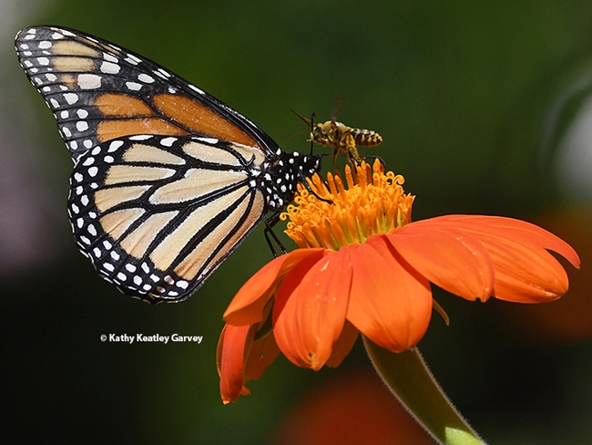 A territorial bee, a male Melissodes agilis, confronts  a monarch butterfly in a Vacaville, Calif. pollinator garden. The prize relinquished: a Mexican sunflower, Tithonia rotundifola. (Photo by Kathy Keatley Garvey)