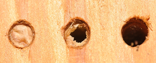 Hole in one--a hole signifying the emergence of a leafcutting bee (Megachile). (Photo by Kathy Keatley Garvey)