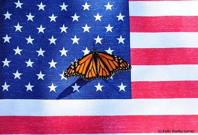 A monarch butterfly, Danaus plexippus, flutters on the American flag. (Photo by Kathy Keatley Garvey)