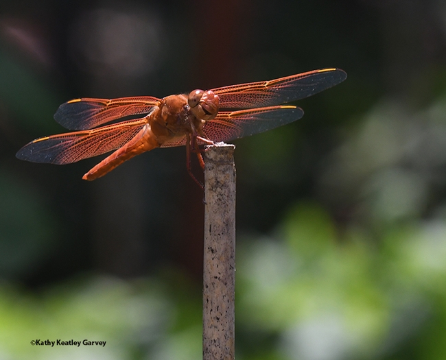 The male flameskimmer dragonfly (Libellula saturata) is firecracker red. (Photo by Kathy Keatley Garvey)