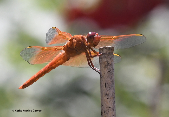 A different angle, but the same gorgeous flameskimmer. (Photo by Kathy Keatley Garvey)