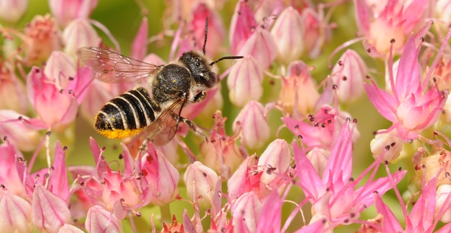 Leafcutting bee on sedum. (Photo by Kathy Keatley Garvey)