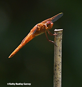 A visit by a flameskimmer dragonfly is always special. (Photo by Kathy Keatley Garvey)