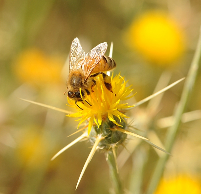 Honey bee gathers both nectar and pollen from yellow starthistle. (Photo by Kathy Keatley Garvey)
