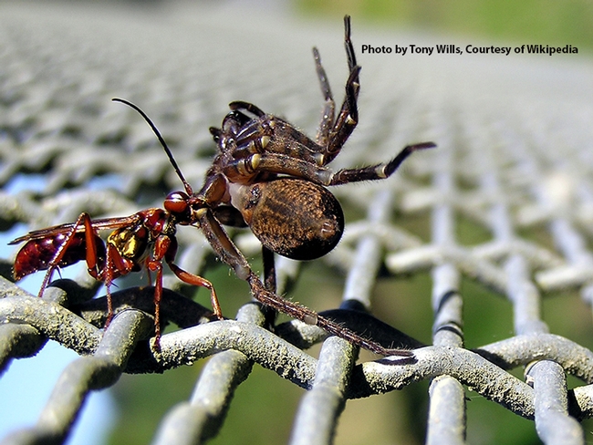 Female golden hunting wasp dragging a paralyzed spider   to its nest. (Photo by Tony Wills, courtesy of Wikipedia)