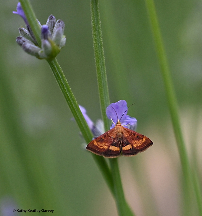 A mint moth, Pyrausta californicalis, nectaring on lavender in Vacaville, Calif.  (Photo by Kathy Keatley Garvey)