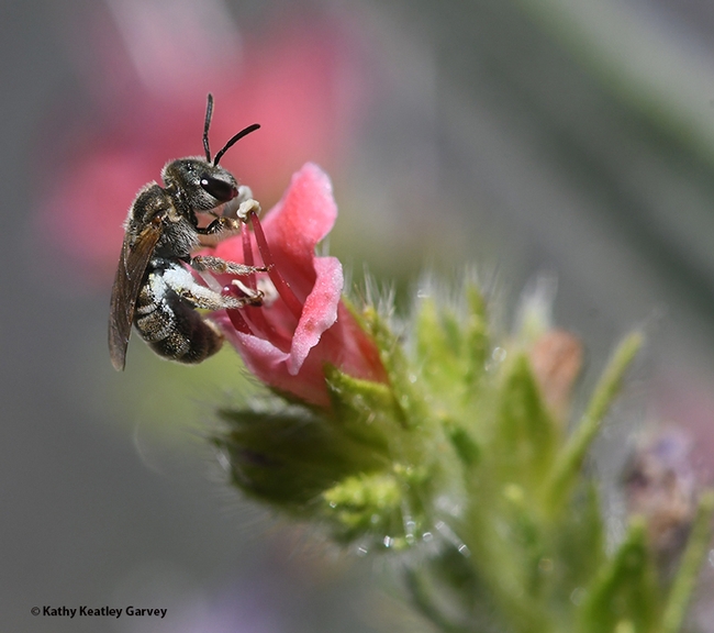 A sweat bee, Halictus tripartitus, nectaring on a tower of jewels (Echium wildpretii) in Vacaville, Calif. (Photo by Kathy Keatley Garvey)