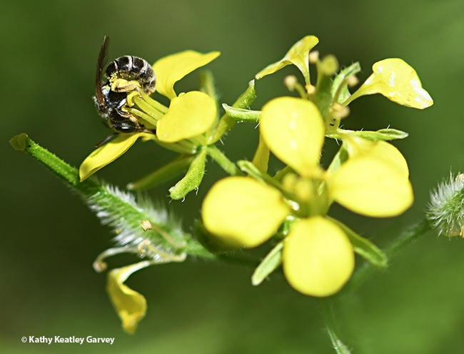 A sweat bee, Halictus tripartitus, twists as it forages on mustard in Vacaville, Calif. (Photo by Kathy Keatley Garvey)