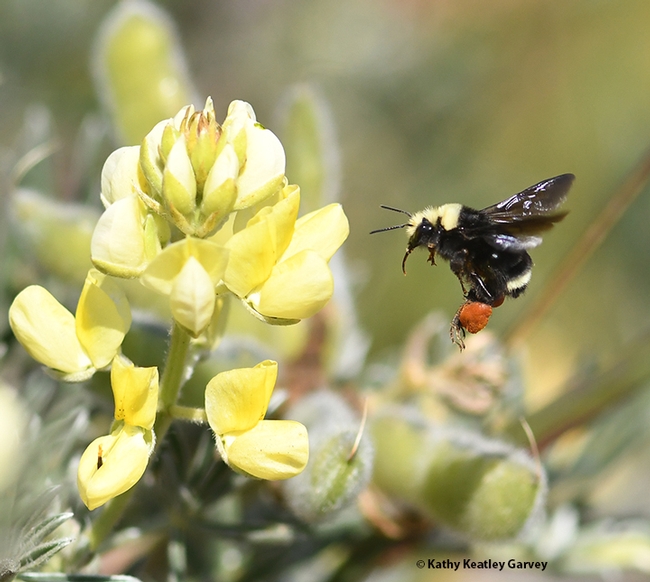 Scientists used to think that the flight of the bumble bee was aerodynamically impossible. But nobody told the bumble bee it couldn't fly! (Photo by Kathy Keatley Garvey)