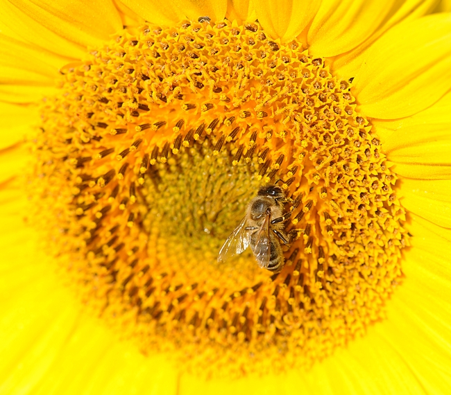 Honey bee foraging on sunflower in a field off Pedrick Road, Dixon. (Photo by Kathy Keatley Garvey)