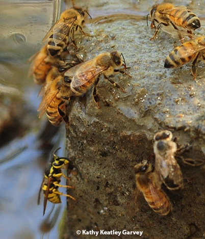 Honey bees--and one yellow jacket--visiting a 