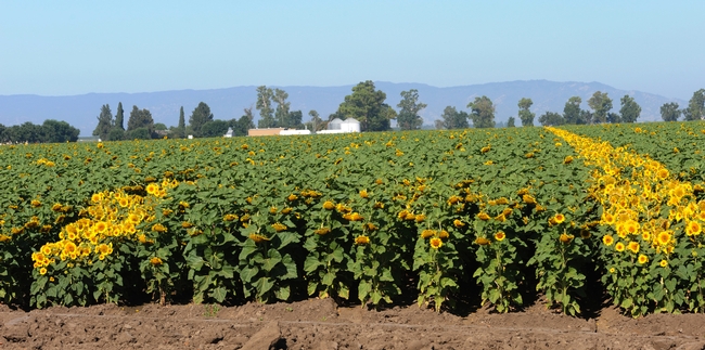 Dixon, Calif. farmland ablaze with sunflowers. (Photo by Kathy Keatley Garvey)