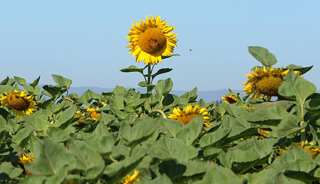 Head's up! A lone sunflower head towers above the field as bees buzz toward to it. (Photo by Kathy Keatley Garvey)