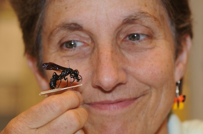 Entomologist Lynn Kimsey with her newly discovered species of wasp; this is a male. (Photo by Kathy Keatley Garvey)
