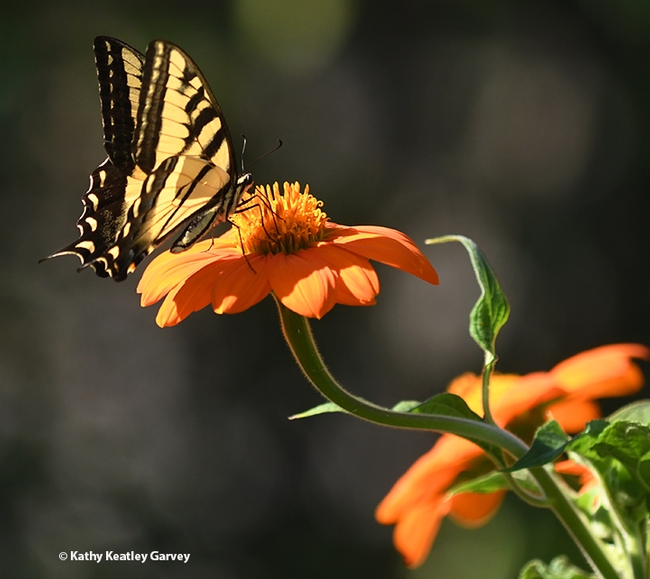 A newly emerged Western tiger swallowtail forages on a Mexican sunflower in Vacaville, Calif. (Photo by Kathy Keatley Garvey)