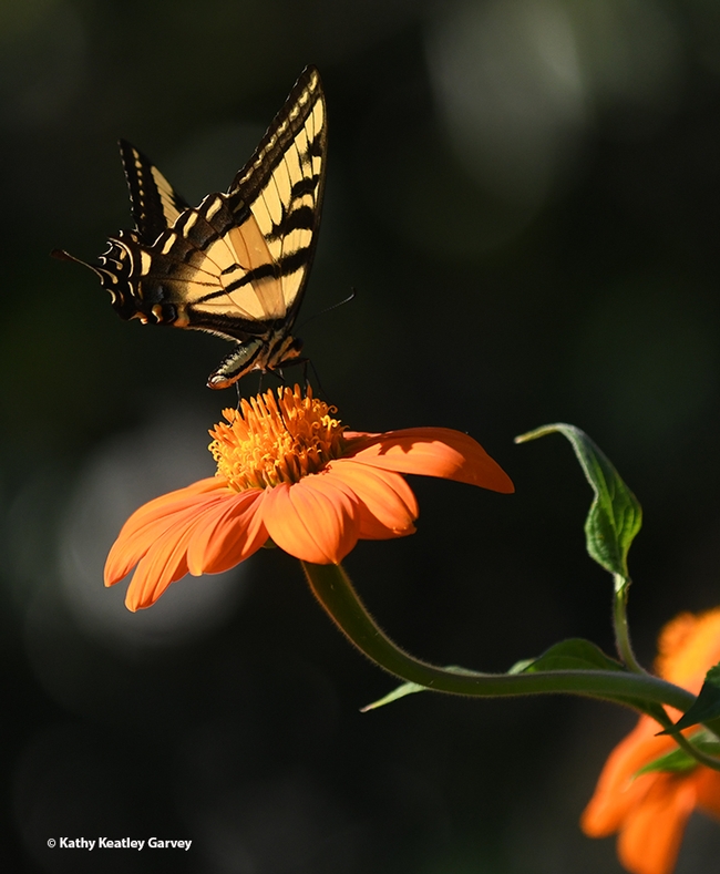 Alarmed that it's a target, the Western tiger swallowtail rises. (Photo by Kathy Keatley Garvey)