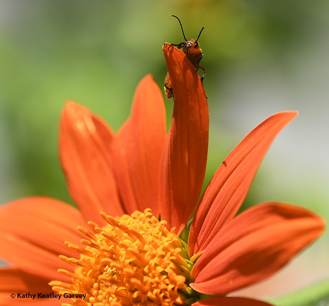 The blister beetle peers over a petal of a Mexican sunflower (Tithonia rotundifola) in Vacaville. (Photo by Kathy Keatley Garvey)