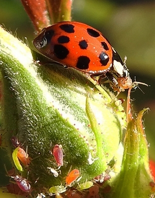 Lady beetles, aka ladybugs, are pollinators. These beneficial insects are known for eating scores of aphids. (Photo by Kathy Keatley Garvey)