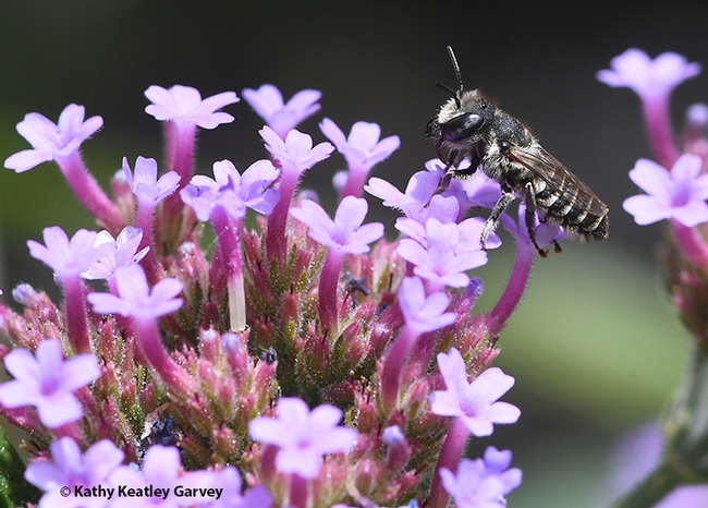 A leafcutter bee (family Megachilidae) foraging on Verbena in Vacaville, Calif. (Photo by Kathy Keatley Garvey)