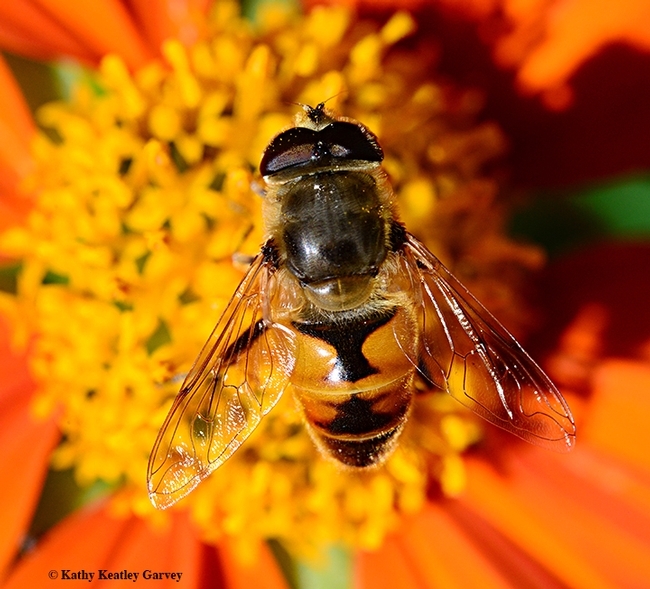 This drone fly (Eristalis tenax) is often mistaken for a honey bee. (Photo by Kathy Keatley Garvey)