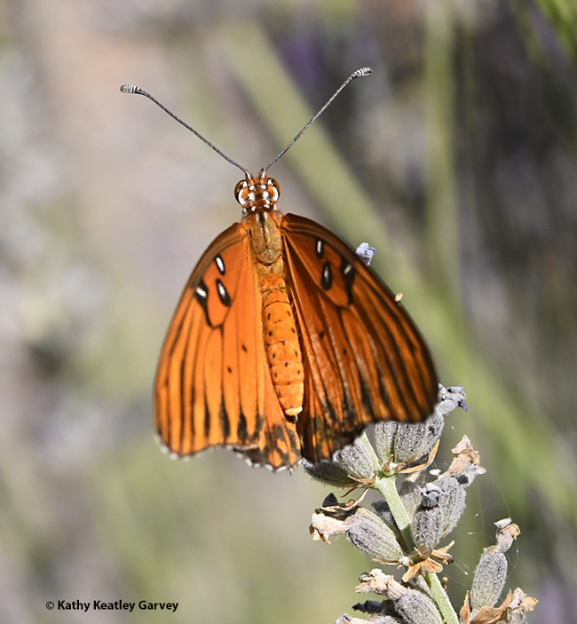 As the sun warms her wings, the Gulf Fritillary unfolds them gingerly.  (Photo by Kathy Keatley Garvey)