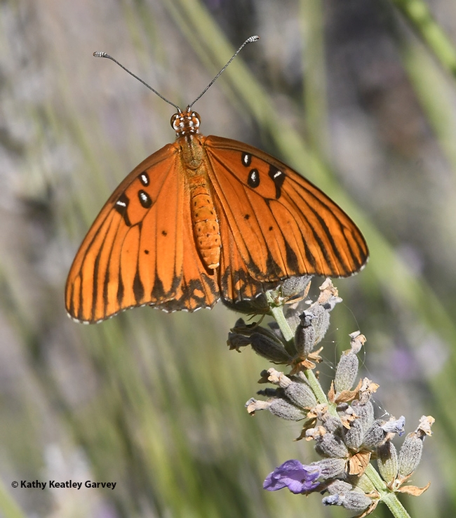 The Gulf Fritillary spreads her wings and prepares for take-off as honey bees arrive to forage on the lavender. (Photo by Kathy Keatley Garvey)