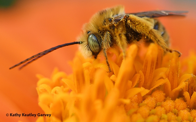 Good morning! A longhorned male bee, Melissodes agilis, begins to move. (Photo by Kathy Keatley Garvey)