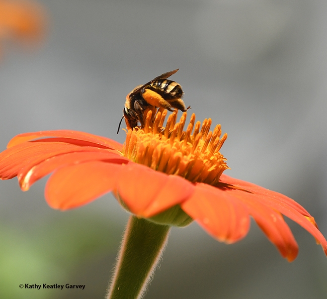 A female sunflower bee, Svastra obliqua expurgata, forages on a Mexican sunflower, Tithonia rotundifola, in Vacaville, Calif. (Photo by Kathy Keatley Garvey)