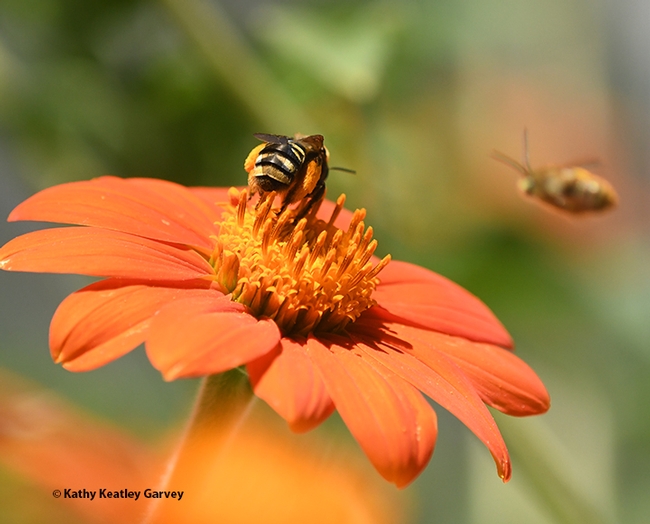 A bullet of a bee is heading toward the foraging sunflower bee. He means business. (Photo by Kathy Keatley Garvey)