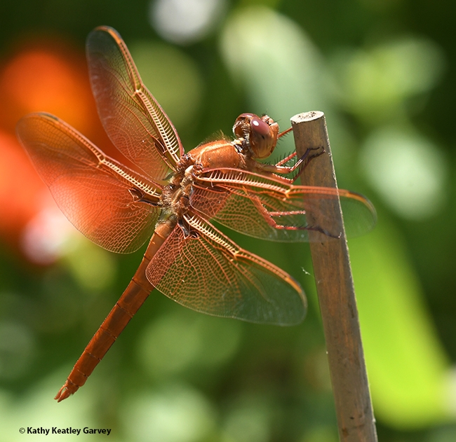 A male flameskimmer, Libellula saturata, perches on a bamboo stake in a Vacaville garden. In back is a Mexican sunflower, Tithonia rotundifola. (Photo by Kathy Keatley Garvey)