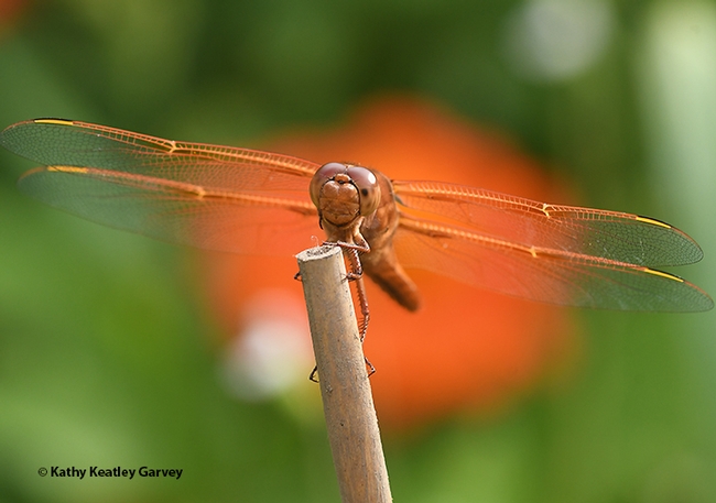 Looking like a biplane, a male flameskimmer, Libellula saturata, peers at the photographer. (Photo by Kathy Keatley Garvey)