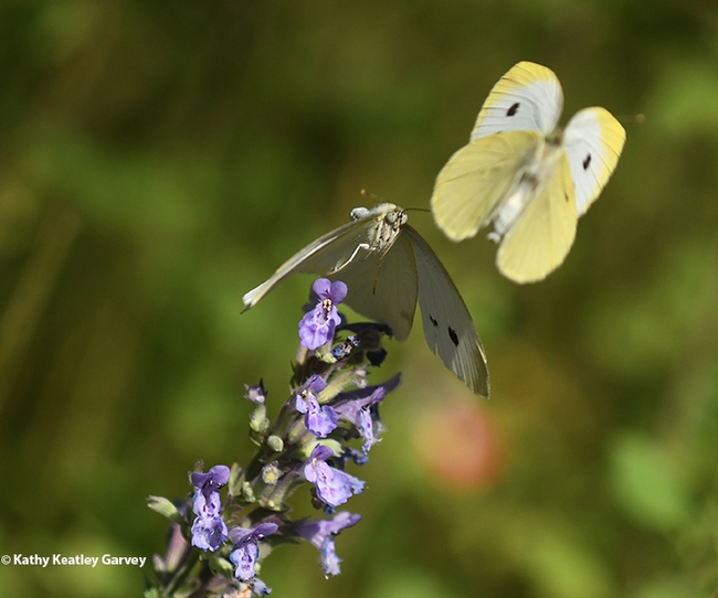 Look at me! A male cabbage white butterfly tries to draw the attention of a female. (Photo by Kathy Keatley Garvey)