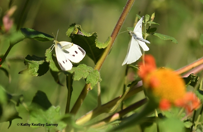 In this image, the female cabbage white butterfly (left) raises her abdomen, rejecting the male that is scattering pheromone on her, says Art Shapiro, UC Davis distinguished professor of evolution and ecology. (Photo by Kathy Keatley Garvey)