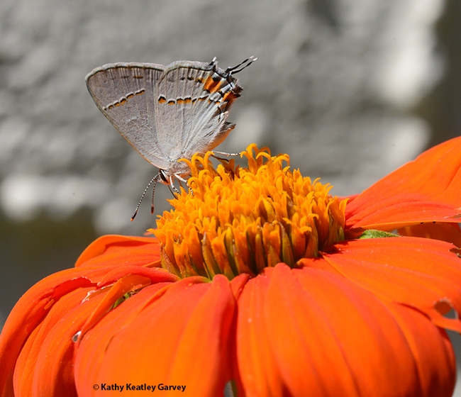 The Gray Hairstreak, Strymon melinus, sips nectar on a Mexican sunflower, Tithonia rotundifola, in a Vacaville pollinator garden. The orange spots accent the orange flower. (Photo by Kathy Keatley Garvey)