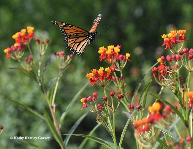 FLOAT LIKE A LEPIDOPTERA--A monarch floats over milkweed, its host plant, in this image taken in Vacaville, Calif. (Photo by Kathy Keatley Garvey)