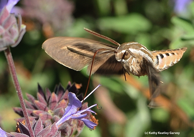 A white-lined sphinx moth (Hyles lineata) forages on flowers at UC Davis. (Photo by Kathy Keatley Garvey)