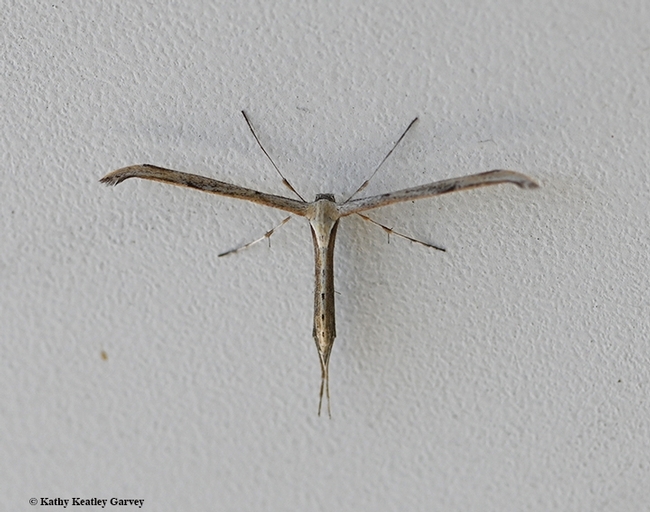The t-shaped plume moth (family Pterophoridae) is easily distinguishable from other moths. (Photo by Kathy Keatley Garvey)