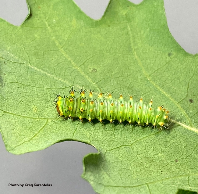 This image, taken May 2, shows the larva of the Polyphemus silk moth, Antheraea polyphemus. (Photo by Greg Kareofelas)