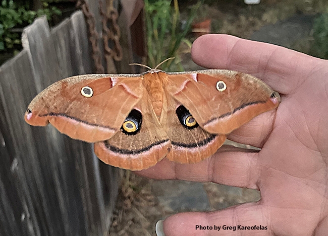 A beautiful Polyphemus silk moth, Antheraea polyphemus, eclosed on June 20. (Photo by Greg Kareofelas)
