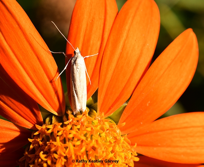 This tiny moth, which appears to be a Cadra figulilella, the raisin moth, rests on a petal of a Mexican sunflower in a Vacaville pollinator garden during National Pollinator Week. (Photo by Kathy Keatley Garvey)