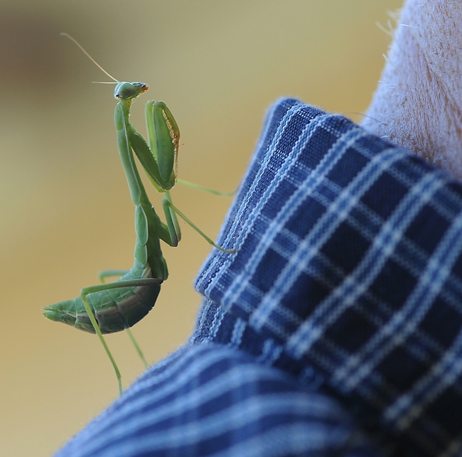 Praying mantis climbs on the back of Extension apiculturist Eric Mussen. (Photo by Kathy Keatley Garvey)