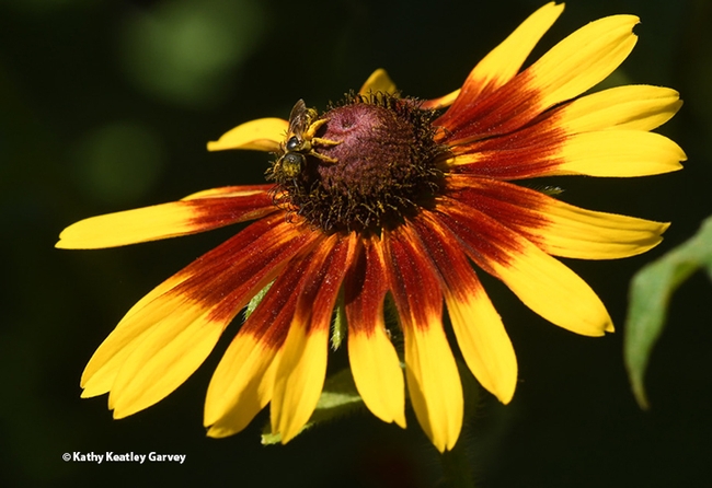 The sweat bee, Halictus ligatus, moves around the Black-Eyed Susan. (Photo by Kathy Keatley Garvey)
