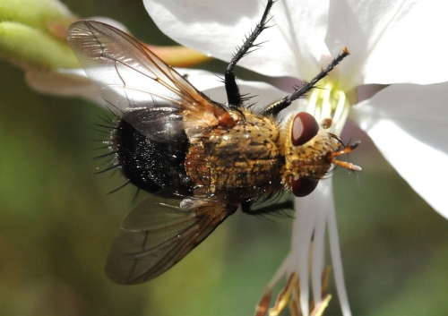 The parasitic tachinid fly feeds on nectar in the Storer Gardens, UC Davis Arboretum. (Photo by Kathy Keatley Garvey)
