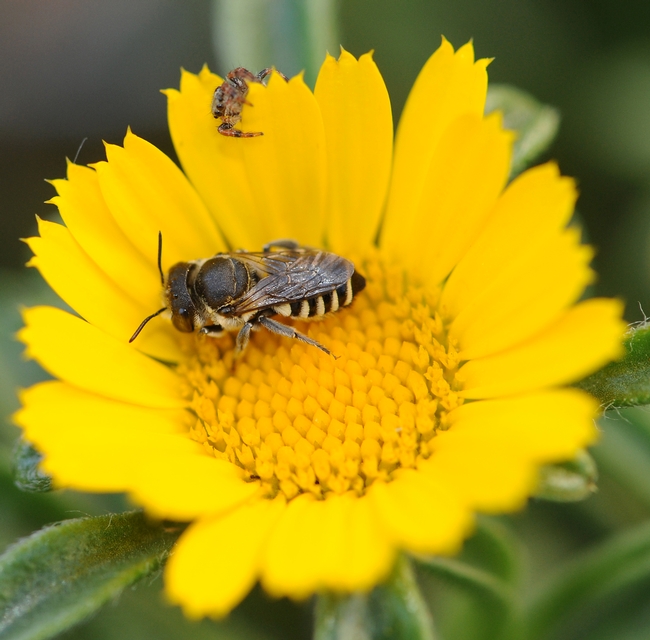 Leafcutter bee forages on a gold coin flower, unaware that a jumping spider lurks. (Photo by Kathy Keatley Garvey)