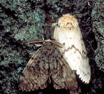 Asian gypsy moth. (Photo: John H. Ghent and Manfred Mielke, USDA Forest Service, Bugwood.org)