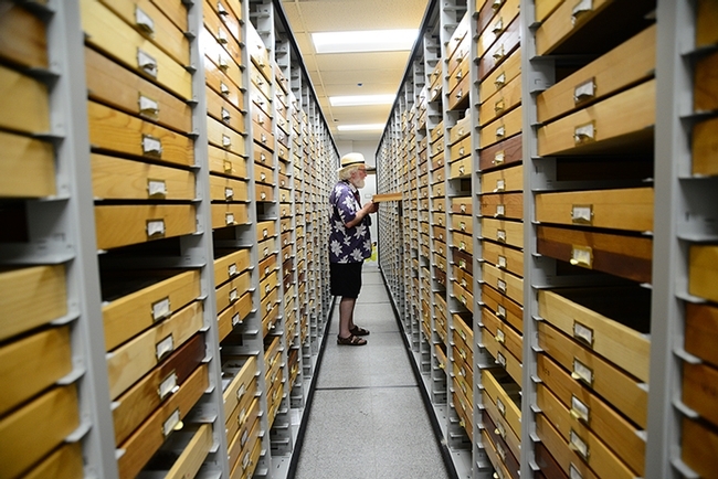 Scholar, writer, biologist and educator Robert Michael Pyle visiting the UC Davis Bohart Museum of Entomology lepidoptera collection in July of 2019. (Photo by Kathy Keatley Garvey)