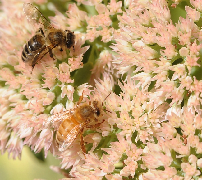 Darker bee and a light-colored bee foraging on sedum. (Photo by Kathy Keatley Garvey)