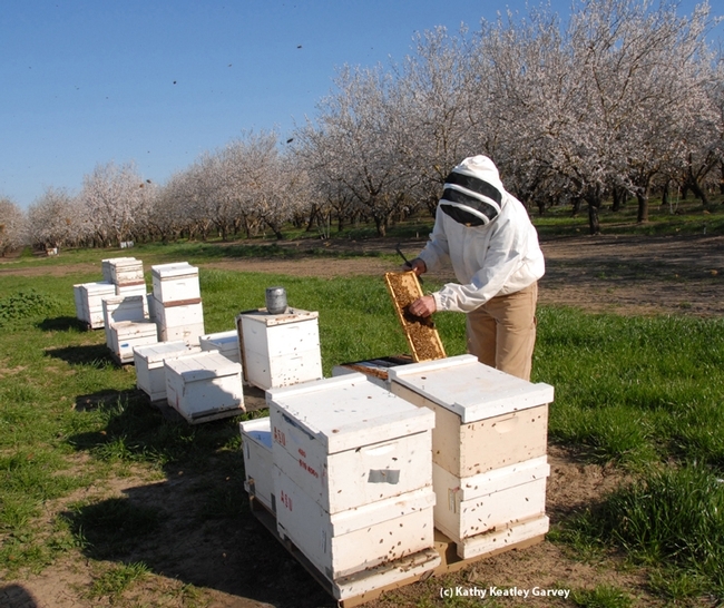 Robert E. Page Jr., maintained a UC Davis honey bee-breeding program, managed by Kim Fondrk, at the Harry H. Laidlaw Jr. Honey Bee Research Facility for 24 years. Here Fondrk checks on the UC Davis bees in a Dixon almond orchard.  (Archived photo by Kathy Keatley Garvey)