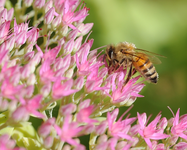 Beautifully striped honey bee working the sedum. (Photo by Kathy Keatley Garvey)